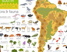 Lais Puzzle - Südamerika Flora und Fauna - 40 Teile