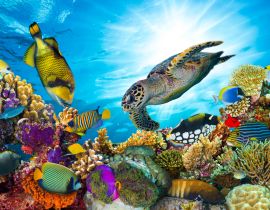 Lais Puzzle - Unterwasser Fische Tropen - 40 Teile