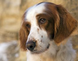 Lais Puzzle - Irish red and white Setter - 40 Teile