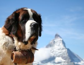Lais Puzzle - Bernhardiner mit Matterhorn - 40 Teile