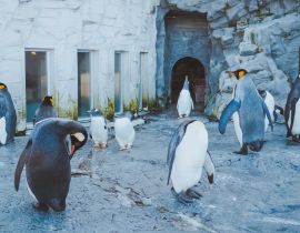 Lais Puzzle - Pinguin-Parade im Asahiyama Zoo, Japan - 40 Teile