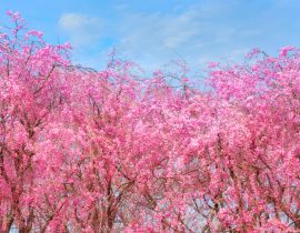Lais Puzzle - Sakura im Kitakami Tenshochi Park, Japan - 40 Teile