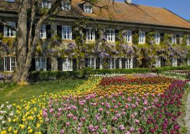 Lais Puzzle - Garten Tulpen (Tulipa) und chinesische Glyzinien (Wisteria sinensis), Garten in Aying, Bayern, Deutschland, Europa - 100, 200, 500 & 1.000 Teile