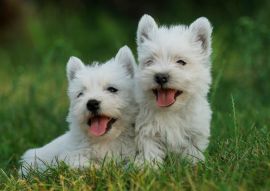 Lais Puzzle - West Highland White Terrier - 100, 200, 500 & 1.000 Teile