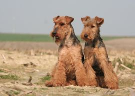 Lais Puzzle - Welsh Terrier - 100, 200, 500 & 1.000 Teile