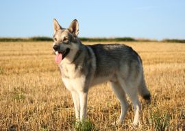 Lais Puzzle - Saarlooswolfhund - 100, 200, 500 & 1.000 Teile