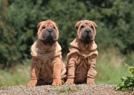 Lais Puzzle - Shar Pei - 100, 200, 500 & 1.000 Teile