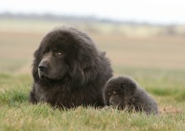 Lais Puzzle - Tibetdogge - 100, 200, 500 & 1.000 Teile