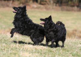 Lais Puzzle - Mudi - 100, 200, 500 & 1.000 Teile