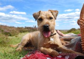 Lais Puzzle - Patterdale Terrier - 100, 200, 500 & 1.000 Teile