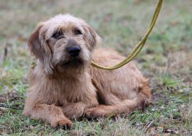 Lais Puzzle - Steirische Rauhhaarbracke - 100, 200, 500 & 1.000 Teile