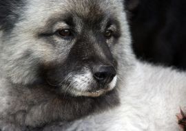 Lais Puzzle - Wolfsspitz - 100, 200, 500 & 1.000 Teile