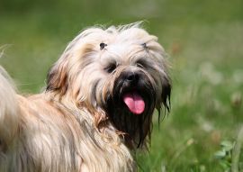 Lais Puzzle - Lhasa Apso - 100, 200, 500 & 1.000 Teile