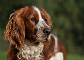 Lais Puzzle - Welsh Springer Spaniel - 100, 200, 500 & 1.000 Teile