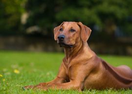 Lais Puzzle - Rhodesian Ridgeback - 100, 200, 500 & 1.000 Teile