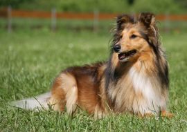 Lais Puzzle - Sheltie - 100, 200, 500 & 1.000 Teile