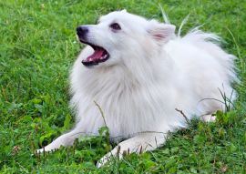 Lais Puzzle - Mittelspitz - 100, 200, 500 & 1.000 Teile