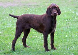 Lais Puzzle - Pudelpointer - 100, 200, 500 & 1.000 Teile