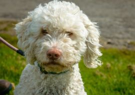 Lais Puzzle - Lagotto Romagnolo - 100, 200, 500 & 1.000 Teile