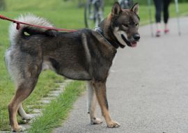 Lais Puzzle - Shikoku - 100, 200, 500 & 1.000 Teile