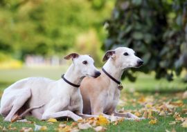 Lais Puzzle - Whippet - 100, 200, 500 & 1.000 Teile