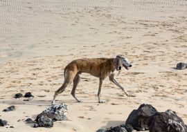 Lais Puzzle - Rampur WIndhund - 100, 200, 500 & 1.000 Teile