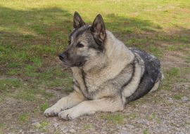 Lais Puzzle - Norwegischer Elchhund - 100, 200, 500 & 1.000 Teile
