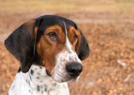 Lais Puzzle - Treeing Walker Coonhound - 100, 200, 500 & 1.000 Teile