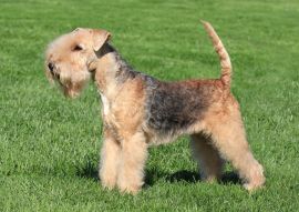 Lais Puzzle - Lakeland Terrier - 100, 200, 500 & 1.000 Teile