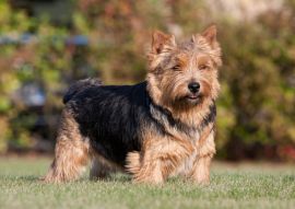 Lais Puzzle - Norwich Terrier - 100, 200, 500 & 1.000 Teile