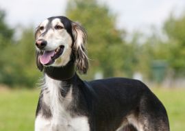 Lais Puzzle - Saluki - 100, 200, 500 & 1.000 Teile