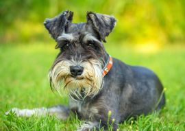 Lais Puzzle - Schnauzer - 100, 200, 500 & 1.000 Teile