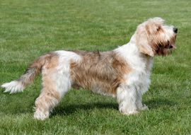 Lais Puzzle - Petit Basset Griffon Vendeen - 100, 200, 500 & 1.000 Teile