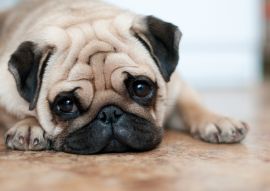 Lais Puzzle - Mops - 100, 200, 500 & 1.000 Teile