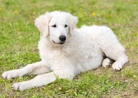 Lais Puzzle - Kuvasz - 100, 200, 500 & 1.000 Teile
