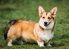 Lais Puzzle - Welsh Corgi Pembroke - 100, 200, 500 & 1.000 Teile