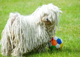 Lais Puzzle - Puli - 100, 200, 500 & 1.000 Teile