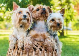 Lais Puzzle - Yorkshire Terrier - 100, 200, 500 & 1.000 Teile