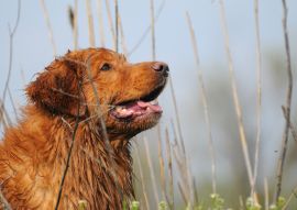 Lais Puzzle - Nova Scotia Duck Tolling Retriever - 100, 200, 500 & 1.000 Teile