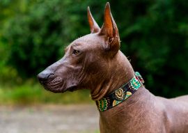 Lais Puzzle - Mexikanischer Nackthund - 100, 200, 500 & 1.000 Teile