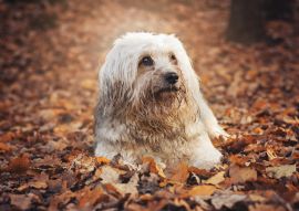 Lais Puzzle - Tibet Terrier - 100, 200, 500 & 1.000 Teile
