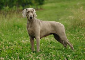 Lais Puzzle - Weimaraner - 100, 200, 500 & 1.000 Teile