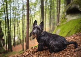 Lais Puzzle - Scottish Terrier - 100, 200, 500 & 1.000 Teile
