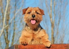 Lais Puzzle - Norfolk Terrier - 100, 200, 500 & 1.000 Teile