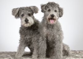 Lais Puzzle - Pumi - 100, 200, 500 & 1.000 Teile