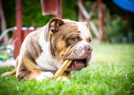 Lais Puzzle - Olde English Bulldogge - 100, 200, 500 & 1.000 Teile