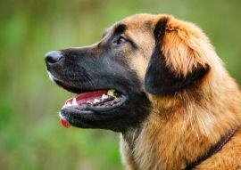 Lais Puzzle - Leonberger - 100, 200, 500 & 1.000 Teile