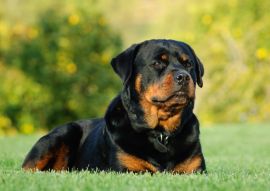 Lais Puzzle - Rottweiler - 100, 200, 500 & 1.000 Teile