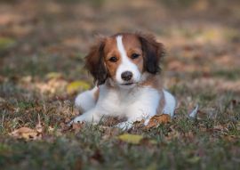 Lais Puzzle - Nederlandse Kooikerhondje - 100, 200, 500 & 1.000 Teile