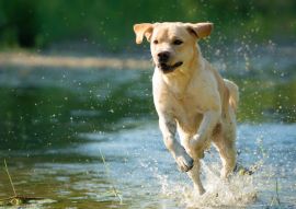 Lais Puzzle - Labrador Retriever - 100, 200, 500 & 1.000 Teile